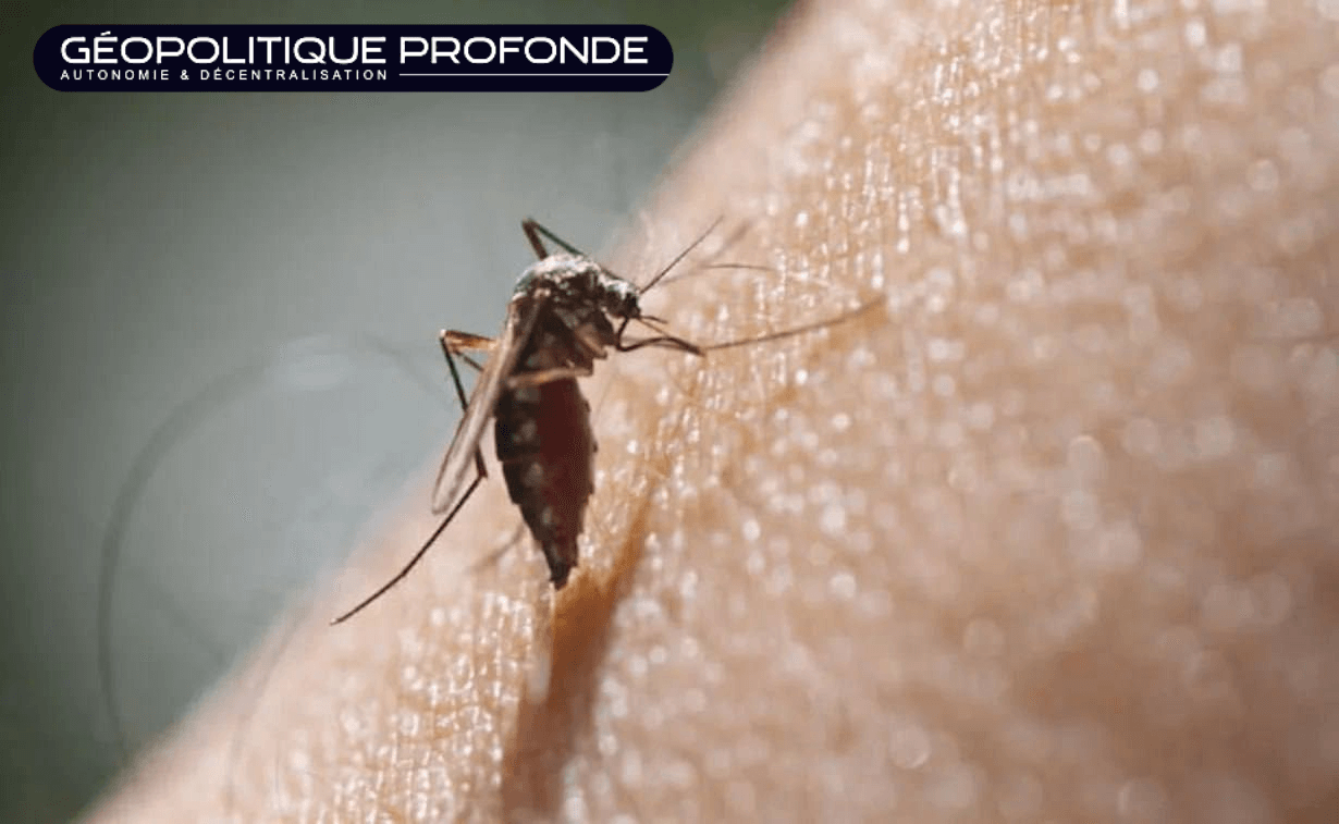 L'Organisation mondiale de la santé (OMS) a prévenu que les cas de dengue pourraient atteindre des niveaux record cette année.