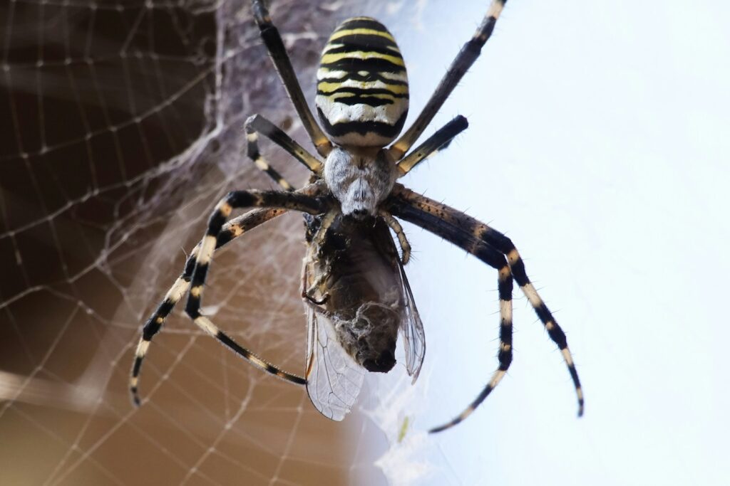 « Les Frères musulmans tissent leur toile comme des araignées