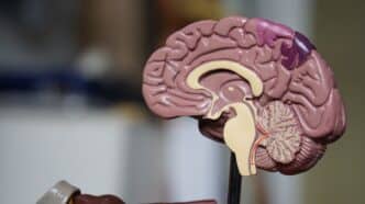 brown brain decor in selective-focus photography