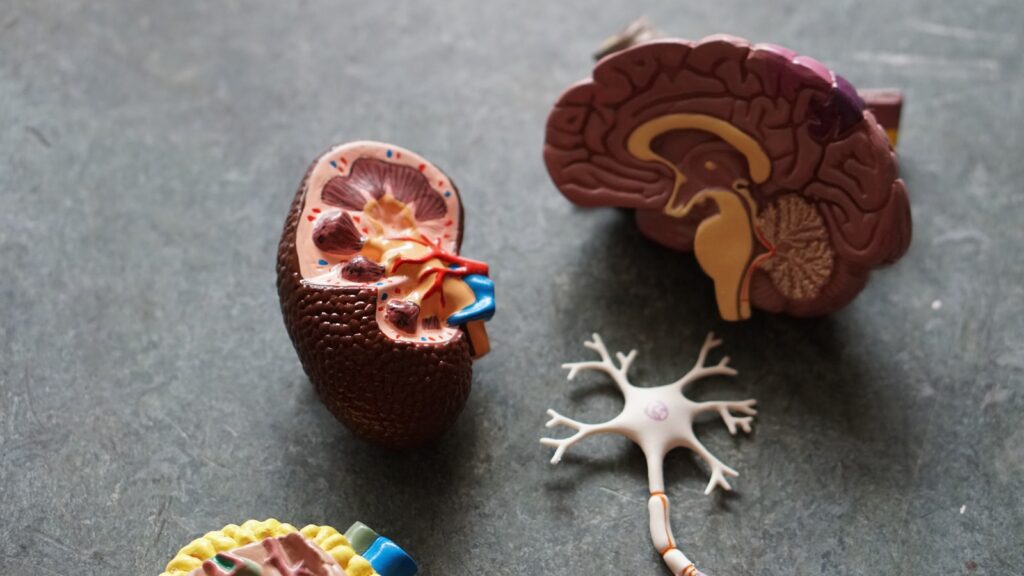  maladie d'Alzheimer