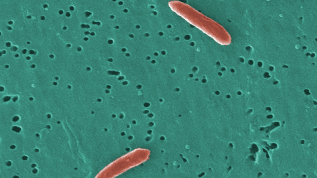 Certaines bactéries intestinales peuvent absorber et aider à éliminer les « substances chimiques éternelles » de l'organisme.