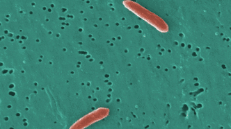 Certaines bactéries intestinales peuvent absorber et aider à éliminer les « substances chimiques éternelles » de l'organisme.