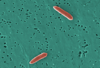 Certaines bactéries intestinales peuvent absorber et aider à éliminer les « substances chimiques éternelles » de l'organisme.
