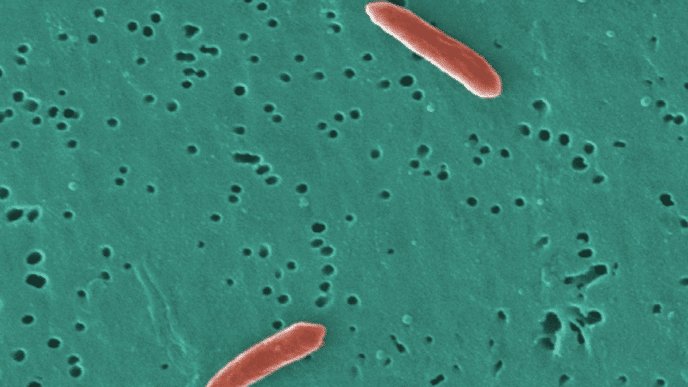 Certaines bactéries intestinales peuvent absorber et aider à éliminer les « substances chimiques éternelles » de l'organisme.