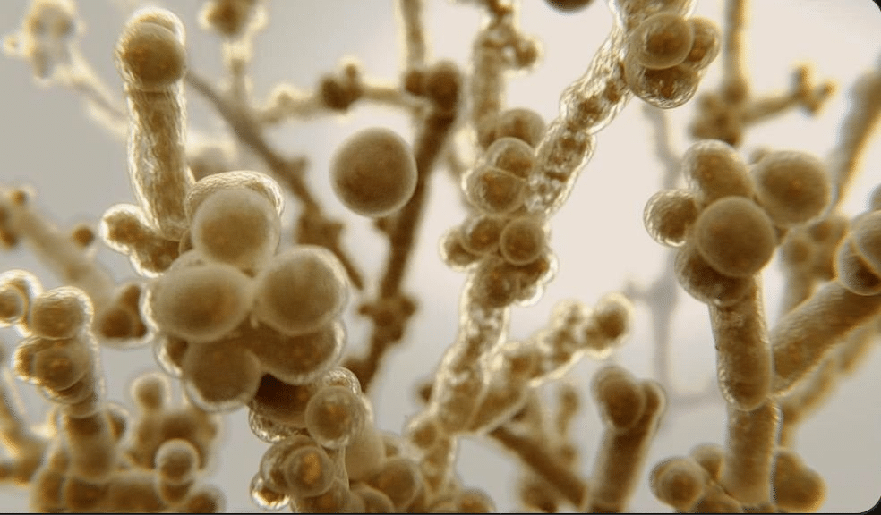 Un champignon multirésistant se propage rapidement en Europe, selon l'ECDC