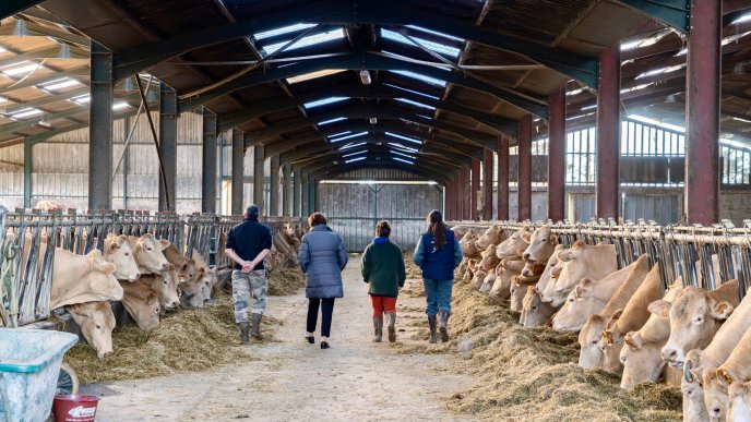 Dermatose : la ministre assure « entendre » les éleveurs et défend sa stratégie sanitaire