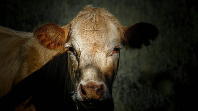 a close up of a brown cow with a black background